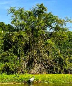 Bird watching Tour-Hanoi-Ninh Binh