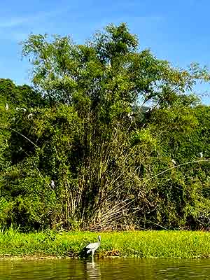 Bird watching Tour-Hanoi-Ninh Binh